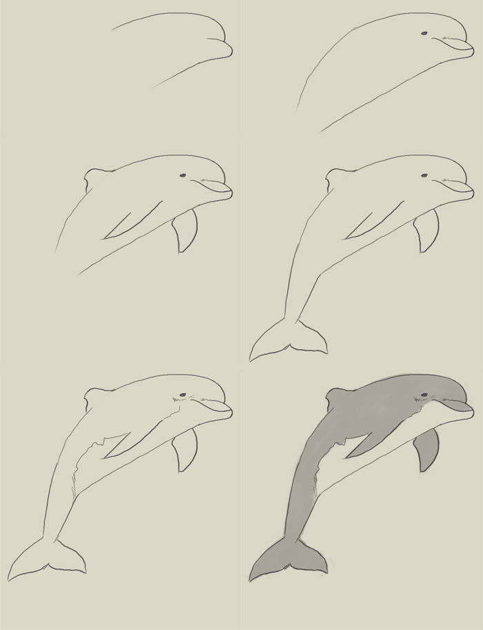 Как нарисовать дельфина: пошаговая инструкция