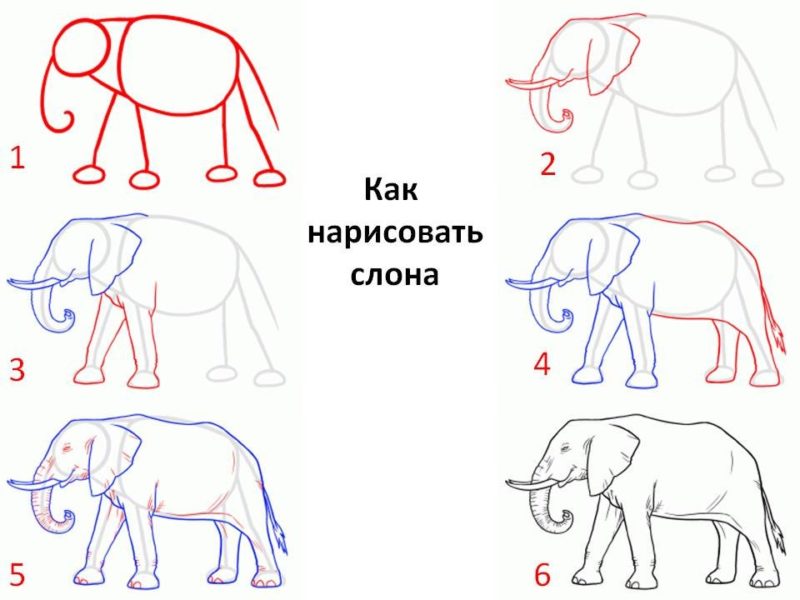 Как нарисовать слона - wikihow