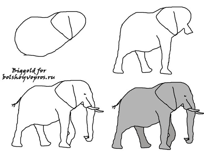 Красивые рисунки животных карандашом: простые, для детей, срисовки. медведь, слон, лиса. мастер-классы для начинающих + 105 фото