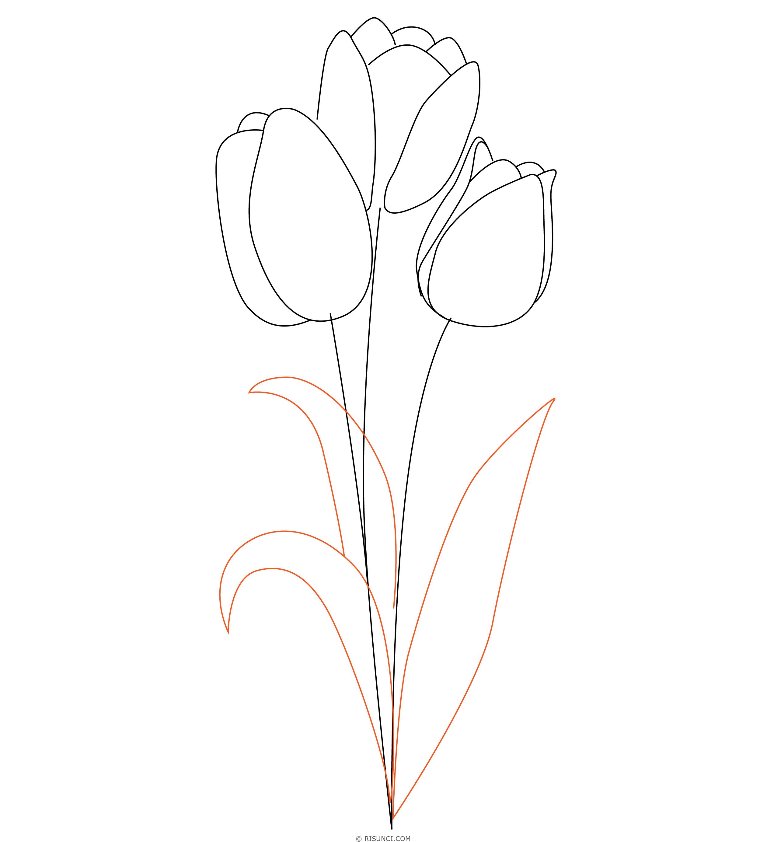 Поэтапное рисование тюльпана