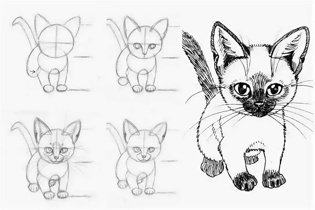 Домашние животные лучший пример для науки живописи Подробные поэтапные мастер-классы по рисованию кошек карандашом - дельные советы, интересные примеры и фото идеи