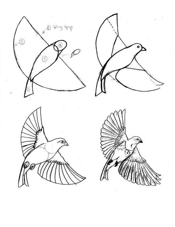 Рисование птицы карандашом задача не из легких Пошаговые мастер-классы по рисованию птицы карандашом для начинающих - фото идеи, советы, примеры