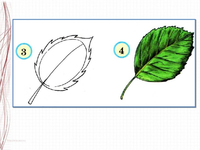 Как нарисовать лист клена карандашом поэтапно: кленовый листочек картинка