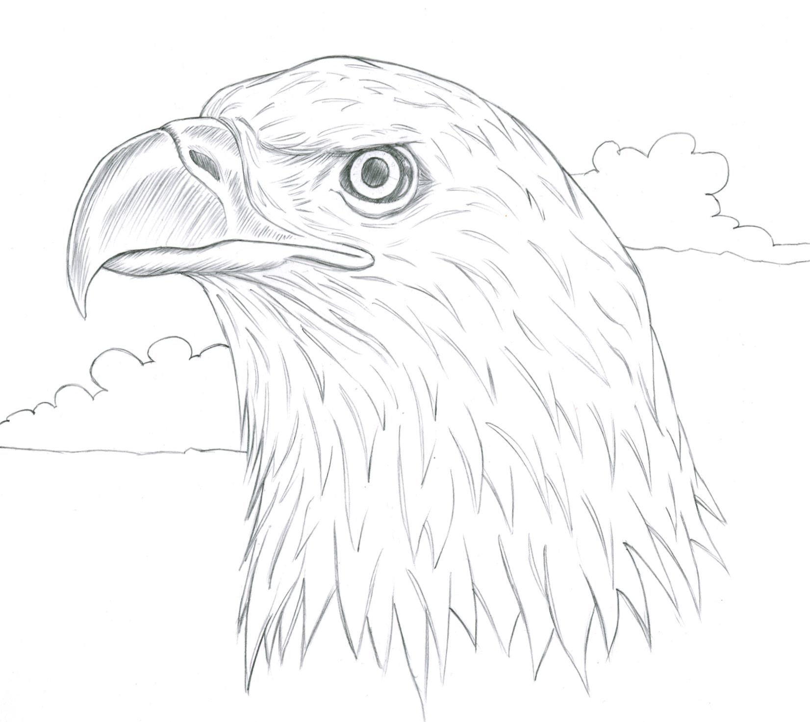 Как нарисовать орла поэтапно карандашом - три мастер-класса разной сложности. как нарисовать голову орла карандашом поэтапно