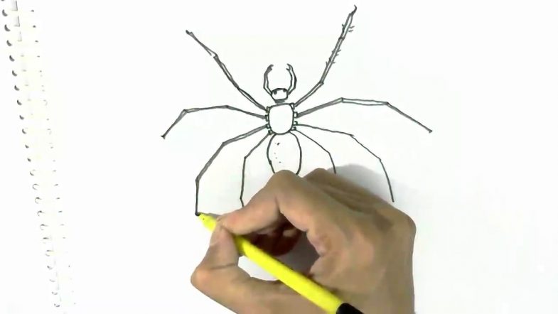 Как нарисовать паука поэтапно карандашом - подборка легких мастер-классов для начинающих. как поэтапно нарисовать паука карандашом