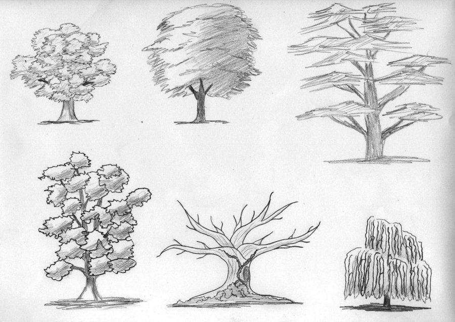 Как нарисовать дерево поэтапно карандашом (56 фото) - легкие мастер-классы по рисованию деревьев
