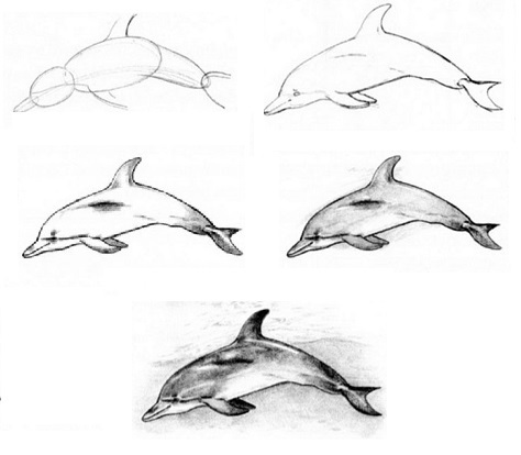 Как нарисовать дельфина поэтапно для детей? ♥ рисунки карандашом поэтапно