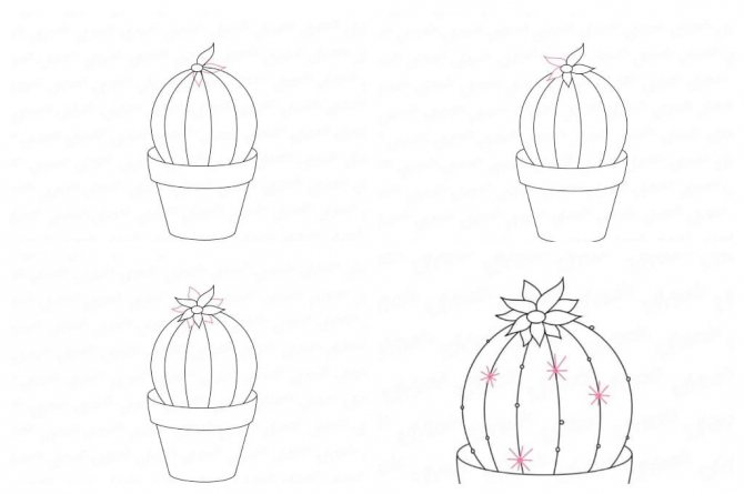 Как нарисовать кактус карандашом - поэтапные мастер-классы, фото идеи и примеры. учимся поэтапно рисовать кактусы в пустыне, раскраски