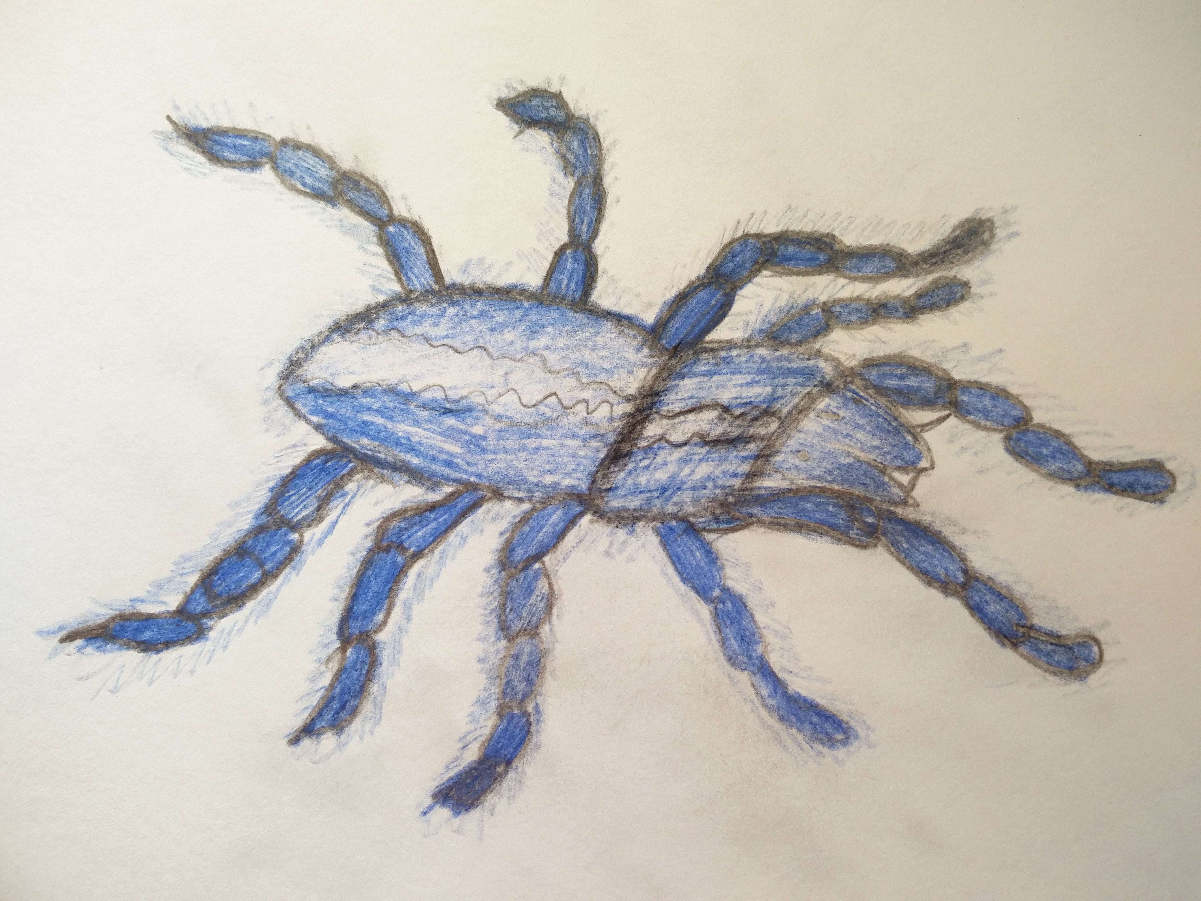 Паутина рисовать – как нарисовать паутину с пауком уроки рисования для начинающих, мультики, раскраски.