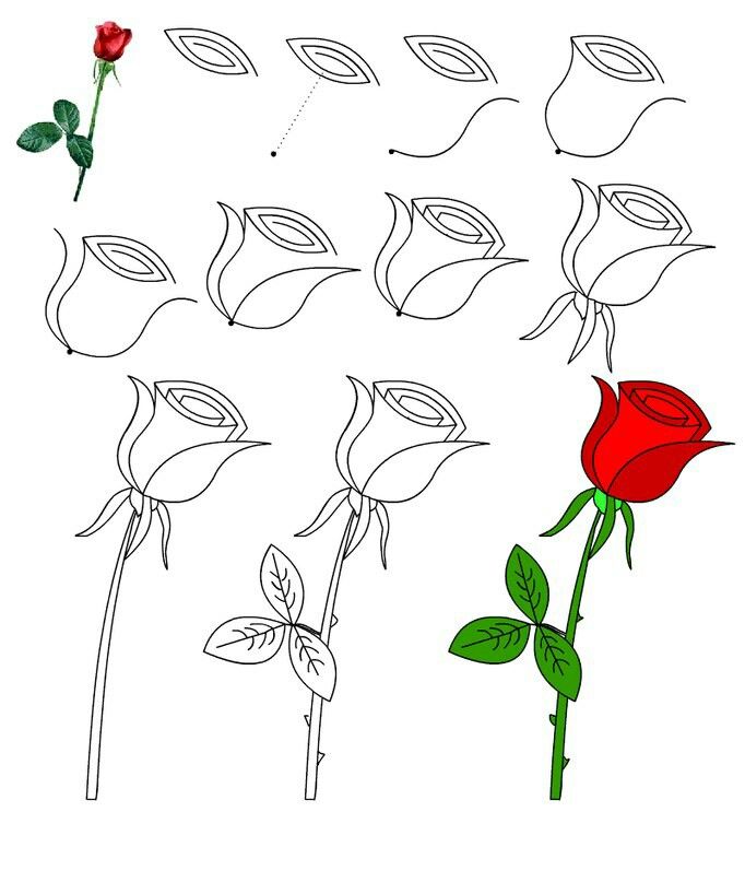 Как нарисовать розу или букет поэтапно: уроки для начинающих