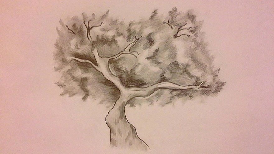 Как рисовать деревья? рисуем дуб, сосну и плакучую иву поэтапно