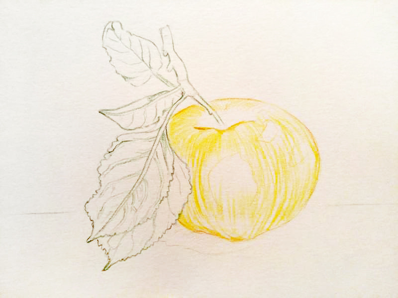 Как нарисовать яблоню поэтапно карандашом (для начинающих художников) - handskill.ru