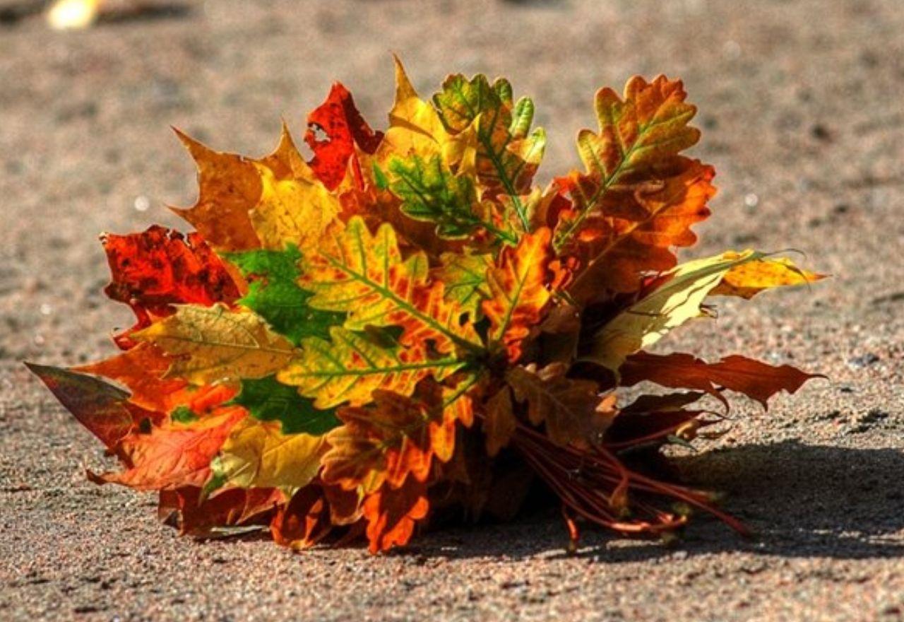 Поделки из природного материала на тему "осень": фото пошагово, видео