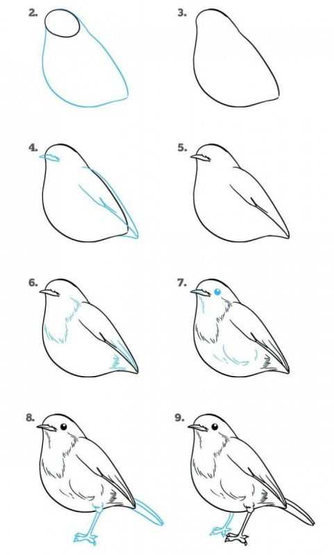 Как нарисовать птицу поэтапно карандашом: инструкция с фото и описанием