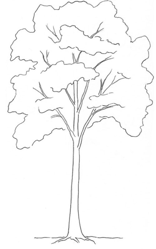 Как нарисовать дерево поэтапно карандашом - создание эскиза, мастер-классы по рисованию дуба и сосны, фото идеи