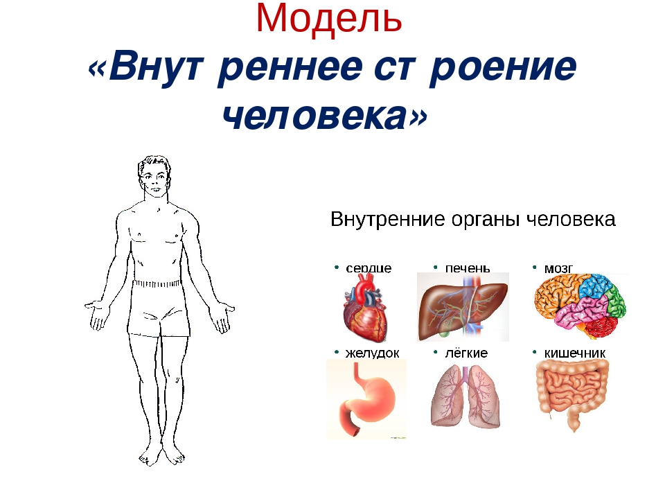 Строение человека модель 2 класс. Строение тела человека. Модель внутреннего строения человека. Аппликация внутренние органы человека. Модель аппликация внутреннее строение тела человека.