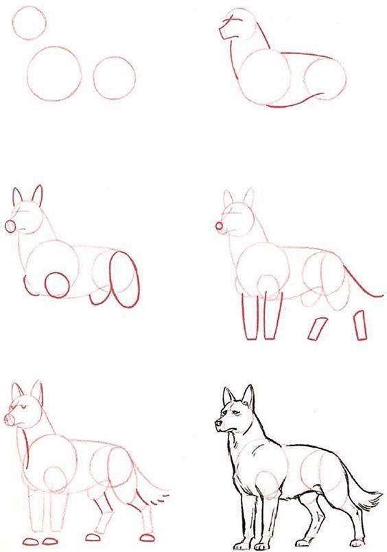 Как нарисовать собаку поэтапно карандашом: создание эскиза и прорисовка всех частей тела