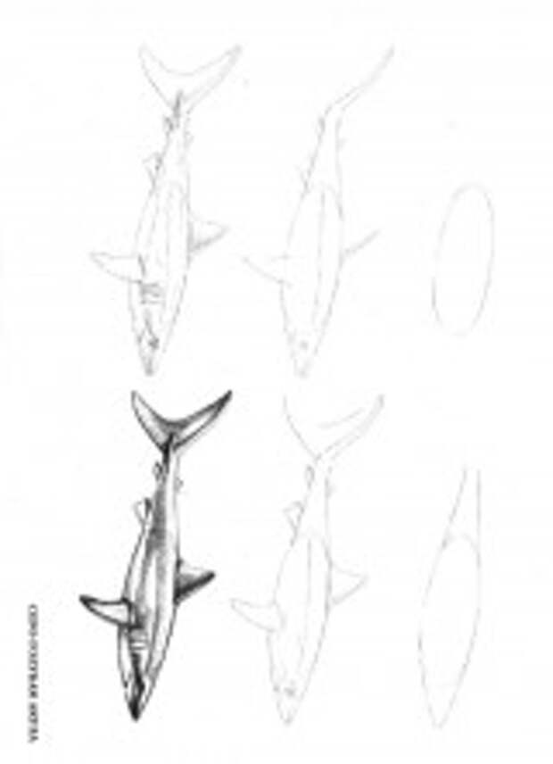 Как нарисовать акулу поэтапно карандашом - пошаговая инструкция с фото и описанием