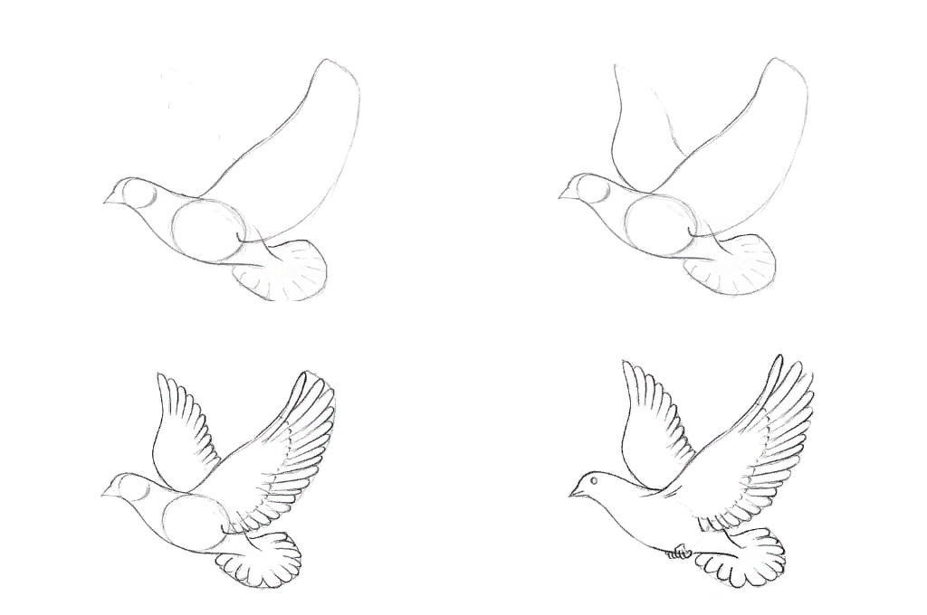 Как нарисовать голубя поэтапно карандашом (56 фото) - легкие мастер-классы по рисованию голубя
