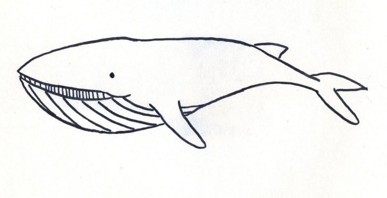 Как нарисовать дельфина карандашами (100 фото): поэтапные инструкции рисования для начинающих и детей