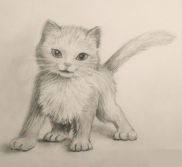 Как нарисовать котенка поэтапно карандашом (57 фото) - легкие мастер-классы для начинающих