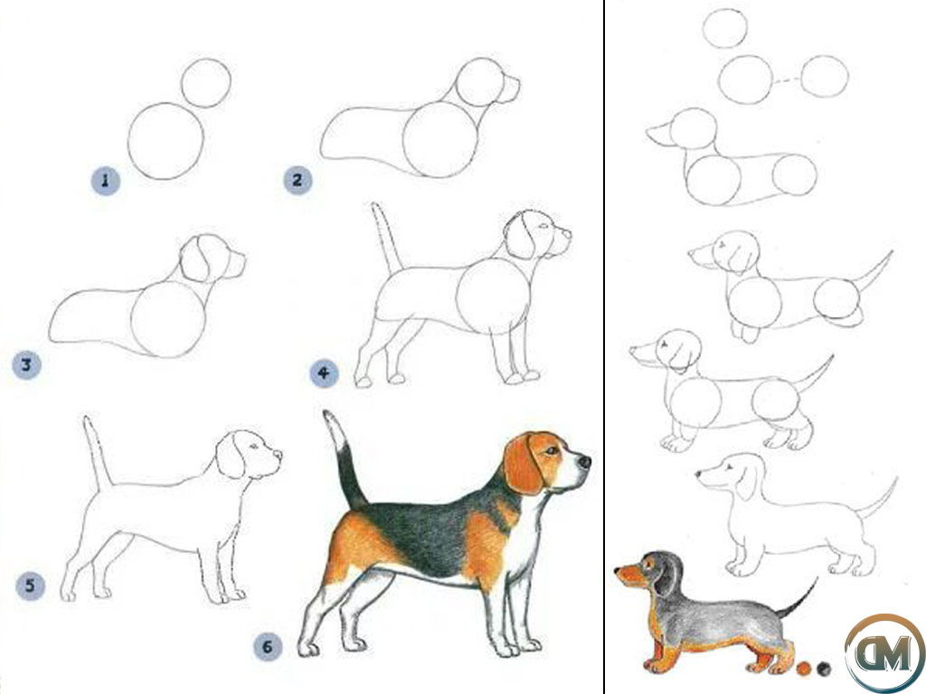 Гайд: как реалистично нарисовать собаку – сей-хай