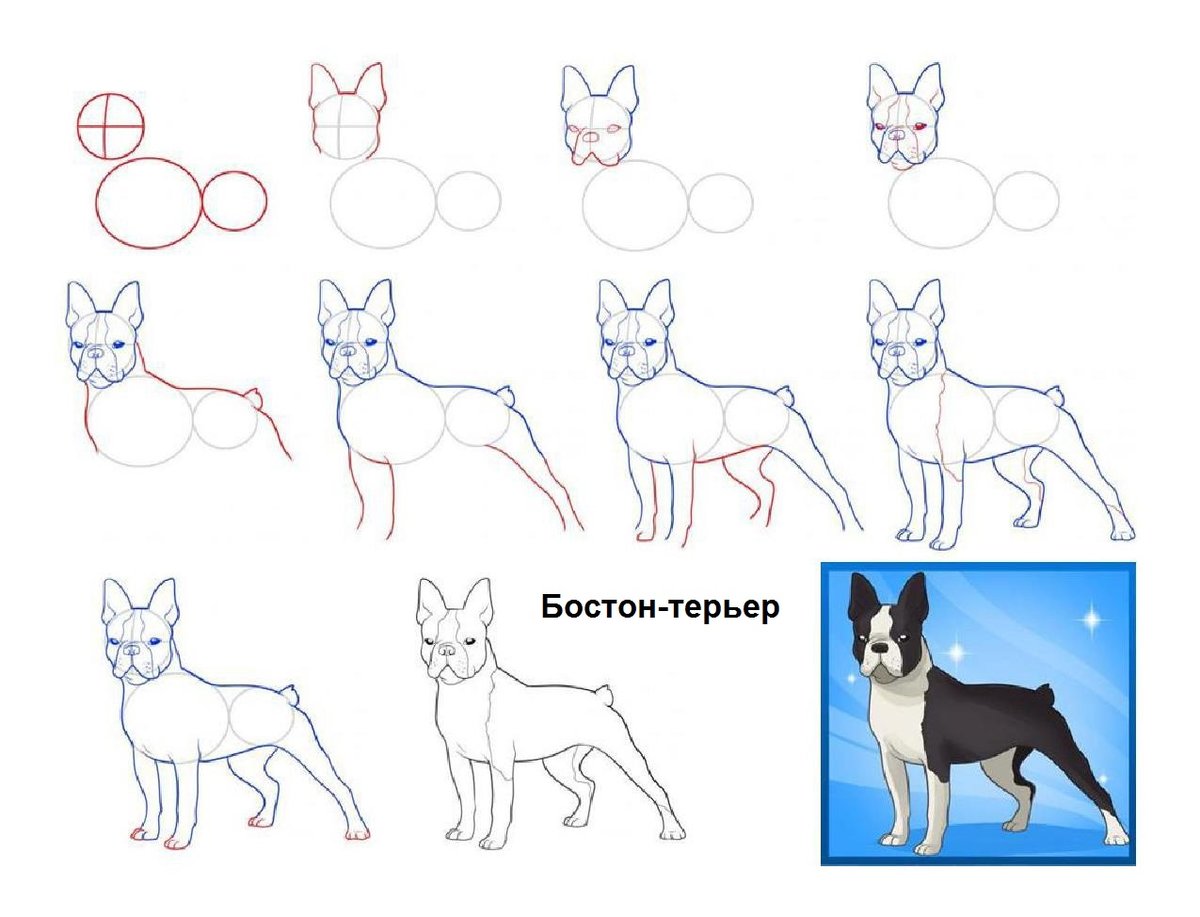 Интересные способы рисования собак популярных пород в разных позах - хвастунишка
                                             - 13 ноября
                                             - 43976643126 - медиаплатформа миртесен