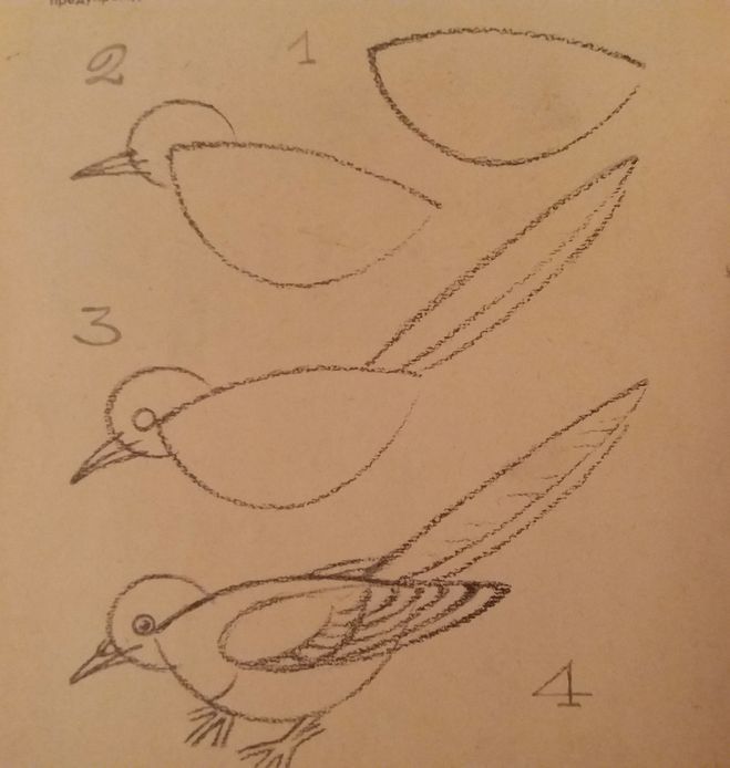 Как нарисовать птицу поэтапно — карандашом или фломастерами