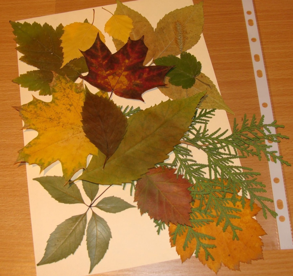 Аппликация на тему осень из цветной бумаги в детском саду: шаблоны своими руками и фото изготовления