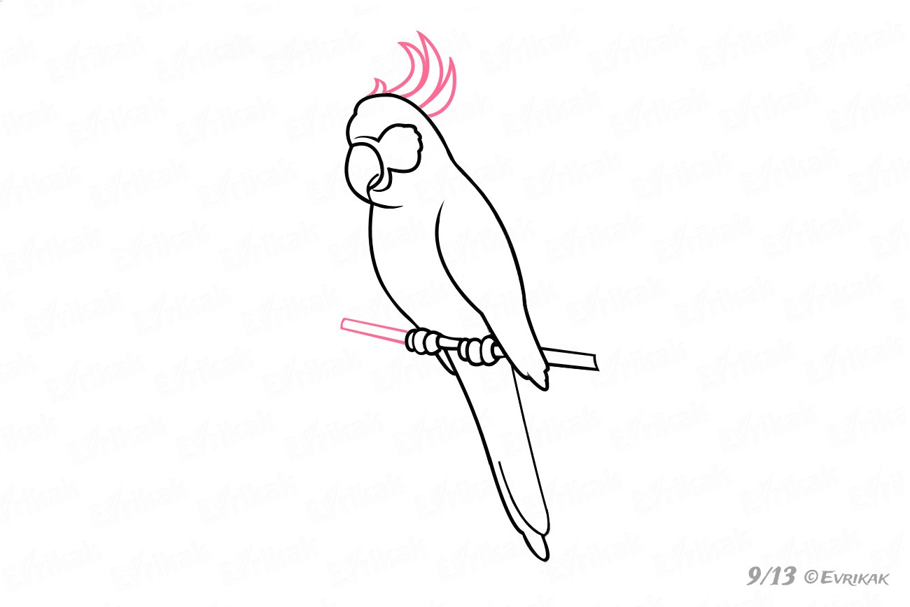 Как нарисовать попугая: карандашом поэтапно видео