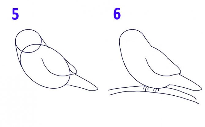 Как нарисовать птицу карандашом: поэтапное описание рисования птиц для детей и начинающих