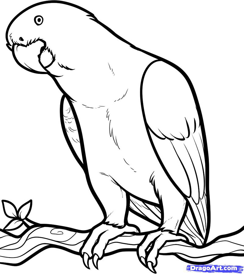 Как нарисовать птицу поэтапно: урок по рисованию птицы на ветке карандашом для начинающих (мастер-класс от художника)