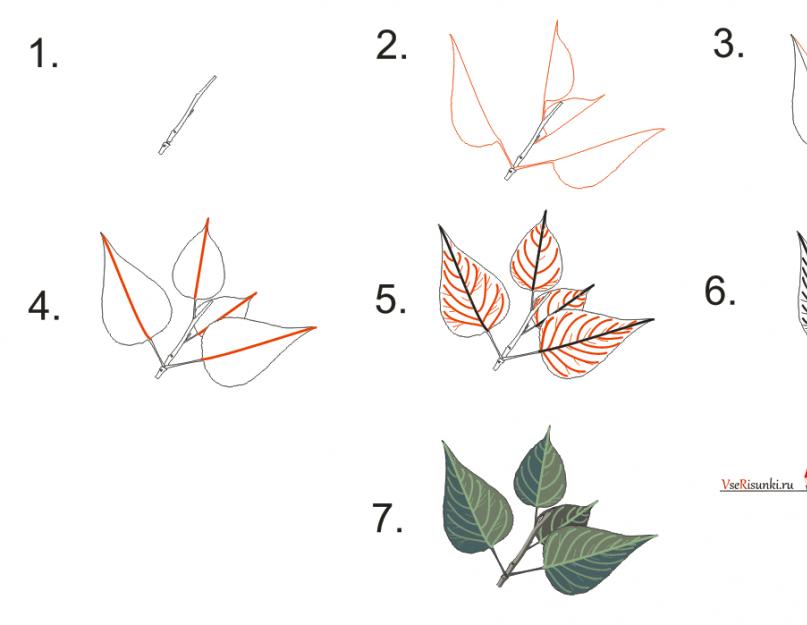 Дерево клен нарисовать – как научиться правильно рисовать деревья карандашом. рисуем листья сакуры и других деревьев.