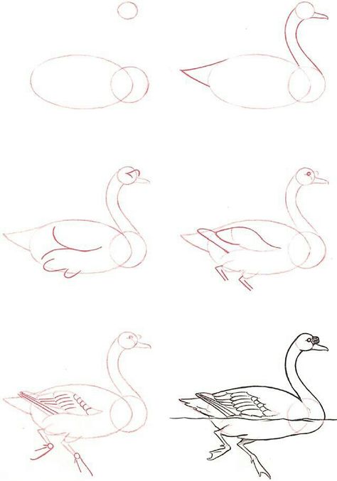 Как нарисовать лебедя  поэтапно 5 уроков