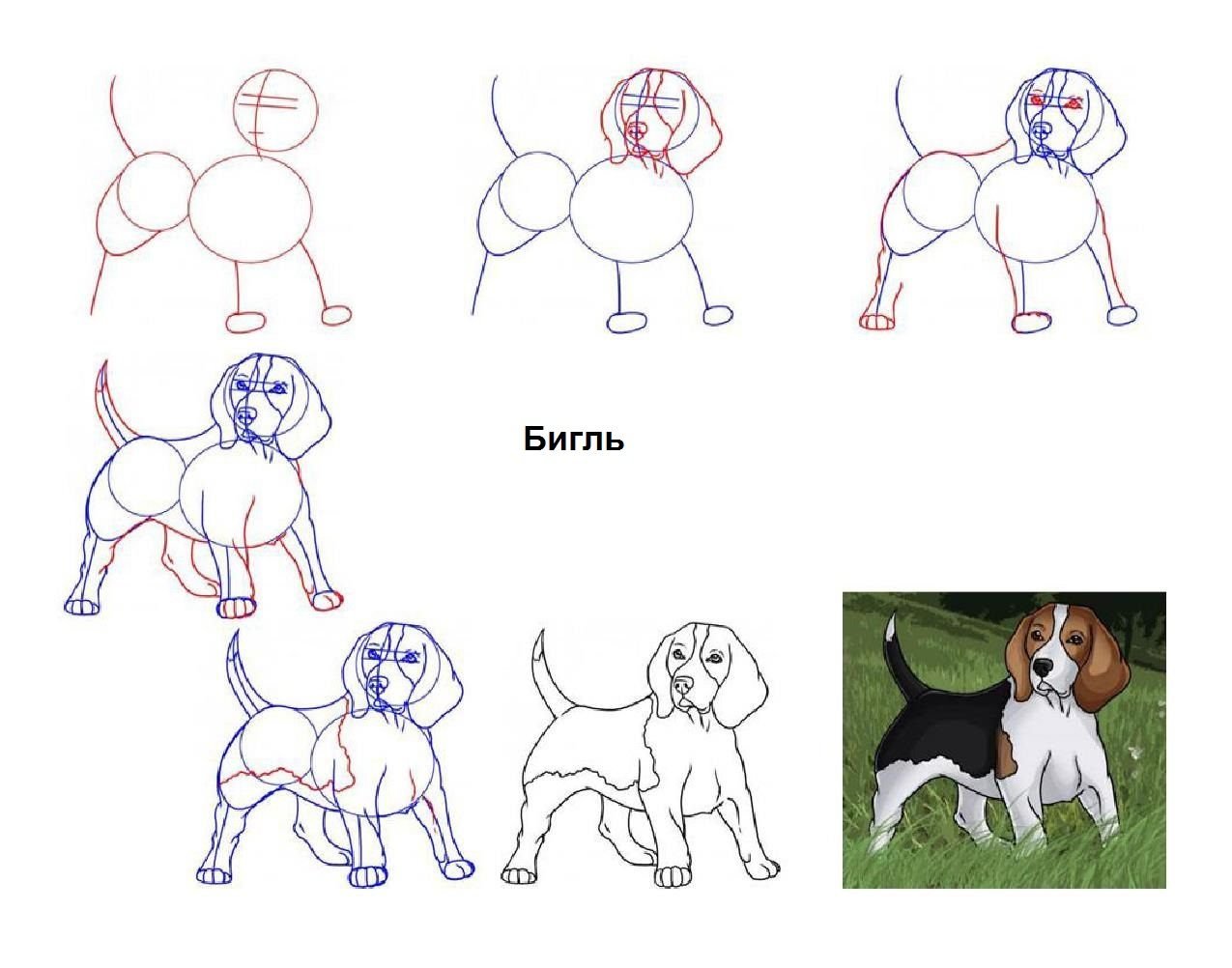 Как нарисовать собаку поэтапно карандашом легко и красиво