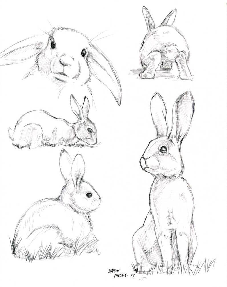 Как нарисовать зайца карандашом поэтапно