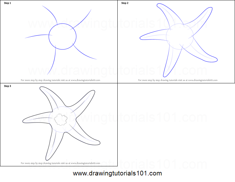 Как нарисовать морскую звезду поэтапно карандашом легко