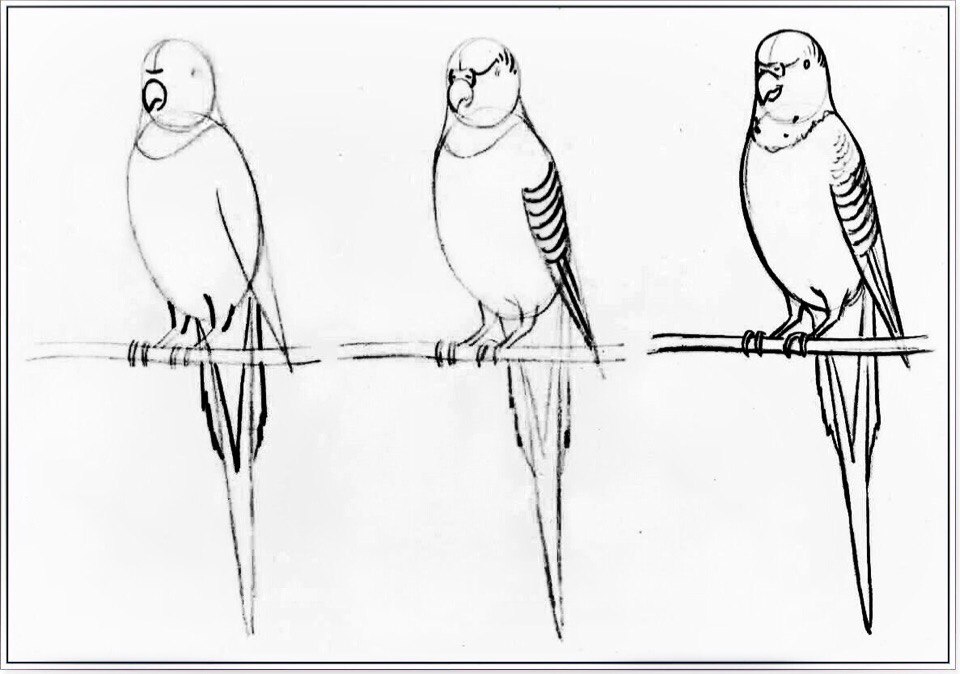 Как нарисовать попугая — поэтапные мастер-классы карандашами и красками для детей и начинающих