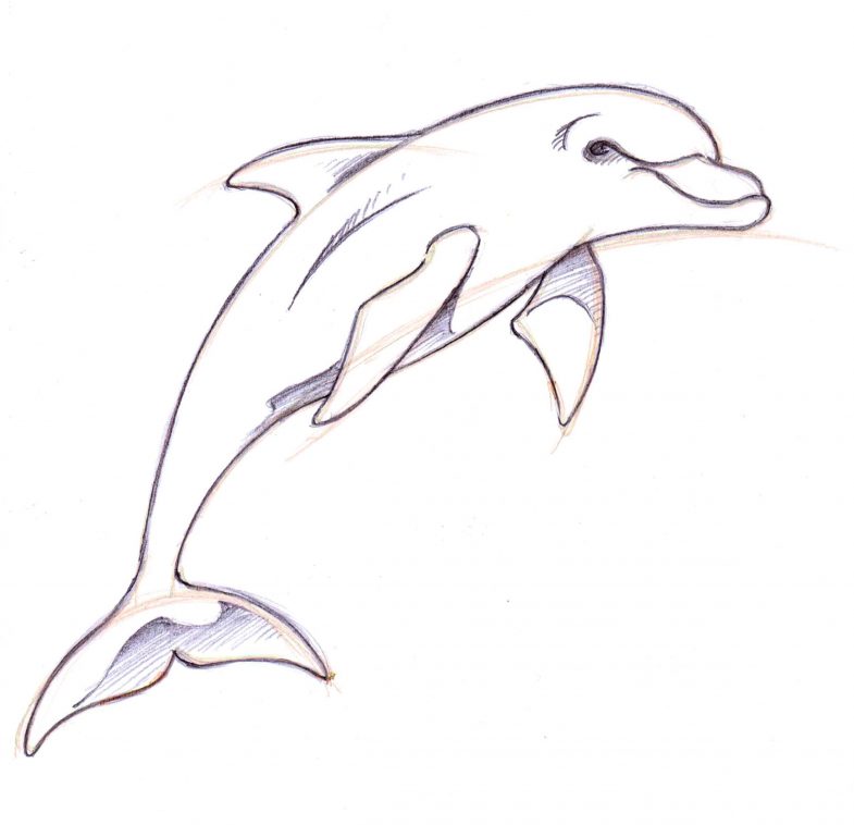 Как нарисовать дельфина поэтапно карандашом? как нарисовать дельфина в море: рисунки для детей