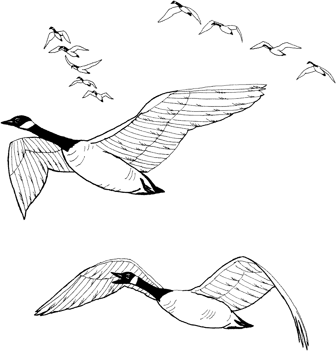 Как нарисовать птицу поэтапно: урок по рисованию птицы на ветке карандашом для начинающих (мастер-класс от художника)