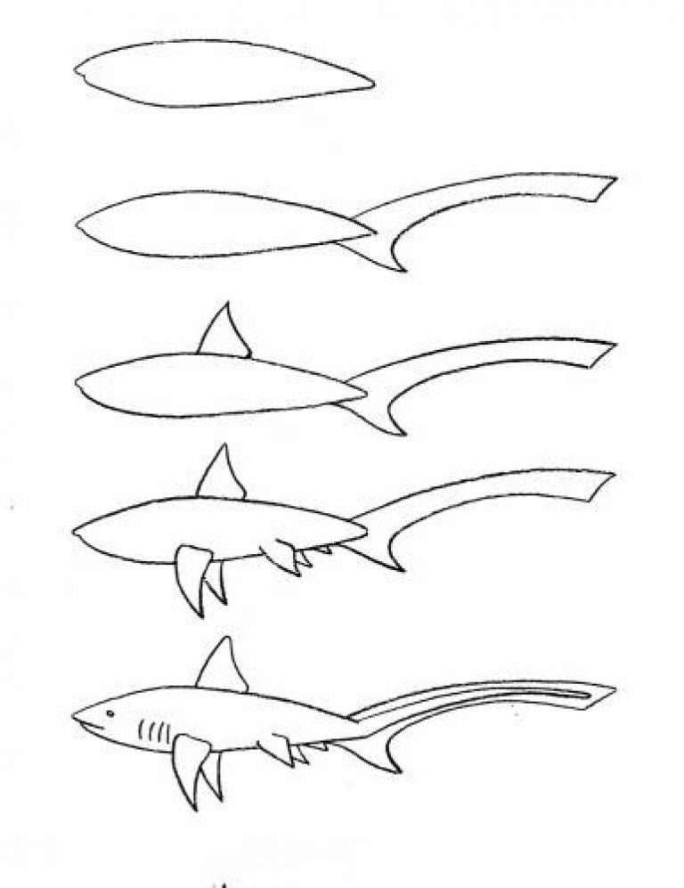Акула самый популярный морской житель для рисования Пять поэтапных мастер-классов по рисованию акулы карандашом своими руками - фото идеи, примеры и советы