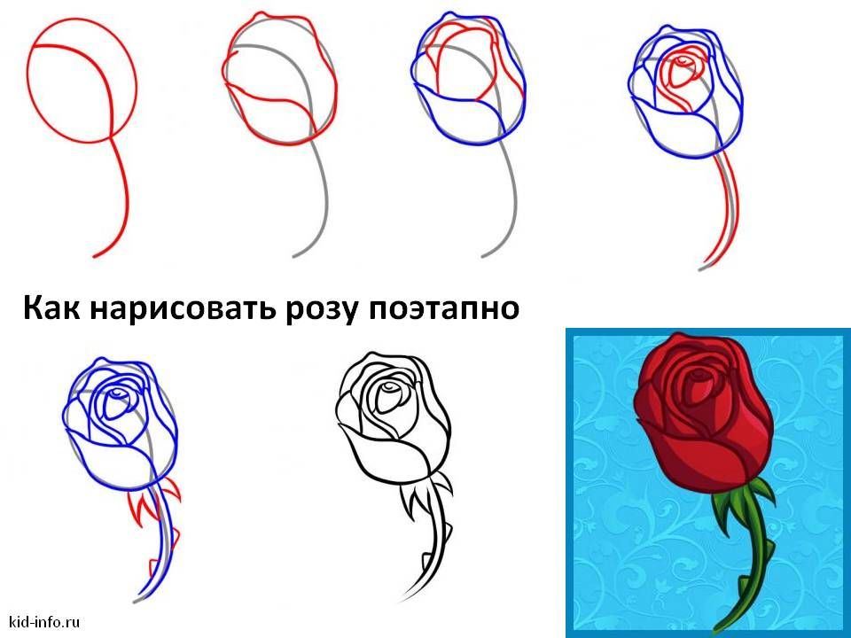 Аленький цветочек из сказки и красивый цветок жасмина - как нарисовать цветок правильно Рисуем классический бутон красной розы на стебле