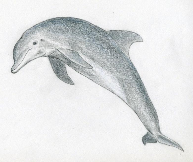Дельфин рисунок для детей простой, черно-белый поэтапно, легкий для срисовки по клеточкам