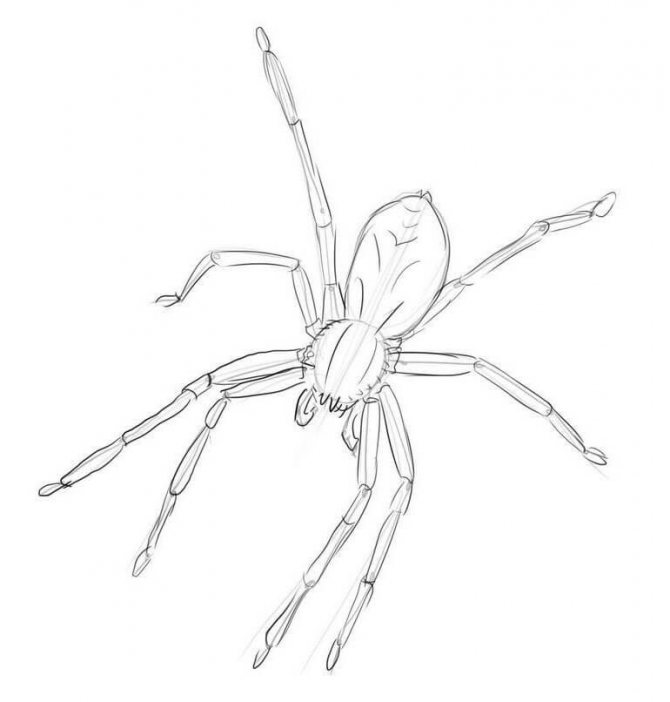 Как нарисовать паука карандашом: поэтапное руководство :: syl.ru