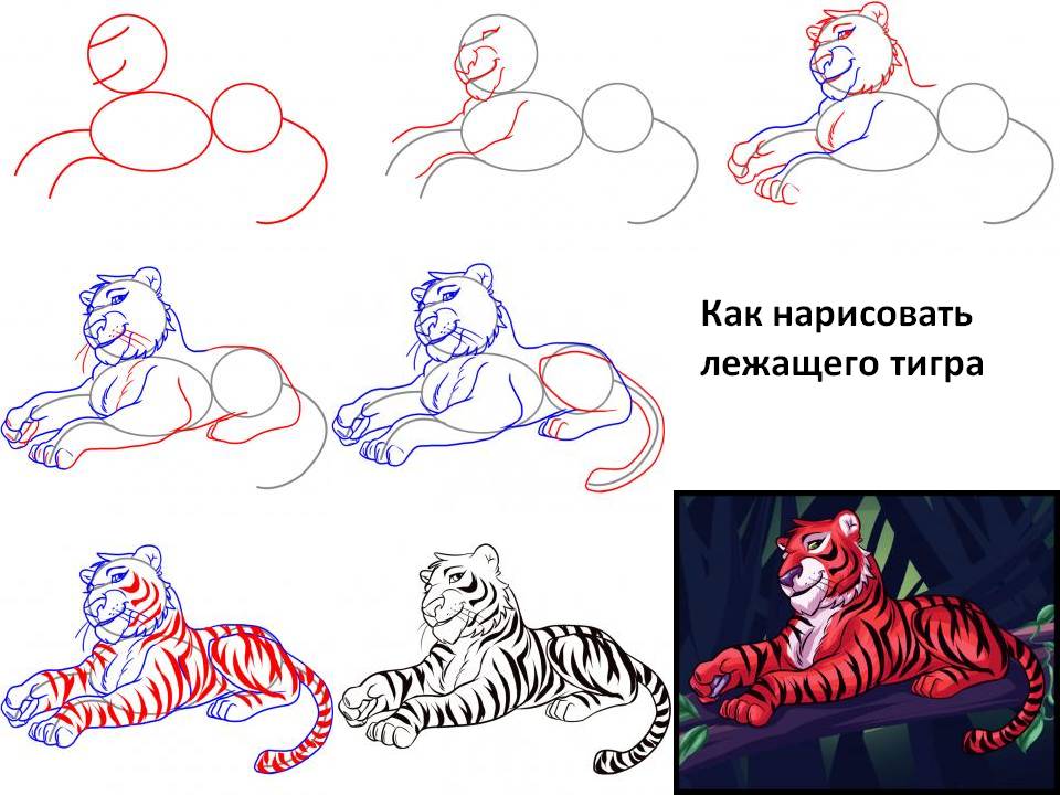 Kak. Как нарисовать тигра. Пошаговый рисунок тигра. Поэтапное рисование тигра. Как нарисовать тигрика.
