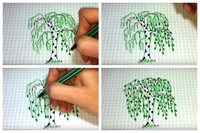 Как пошагово нарисовать березу. рисунок березы карандашом. как нарисовать березу поэтапно карандашом и красками - интересные мастер-классы, фото идеи и примеры