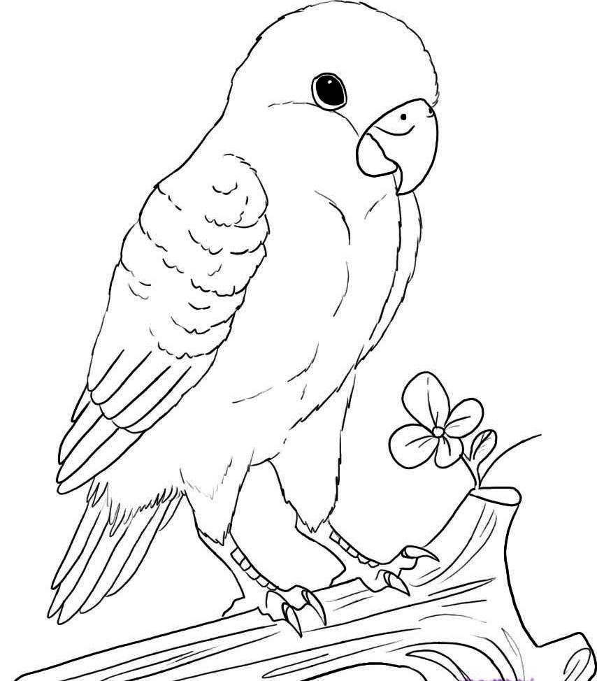 Как нарисовать попугая поэтапно карандашом (58 фото) - легкие мастер-классы по рисованию попугая