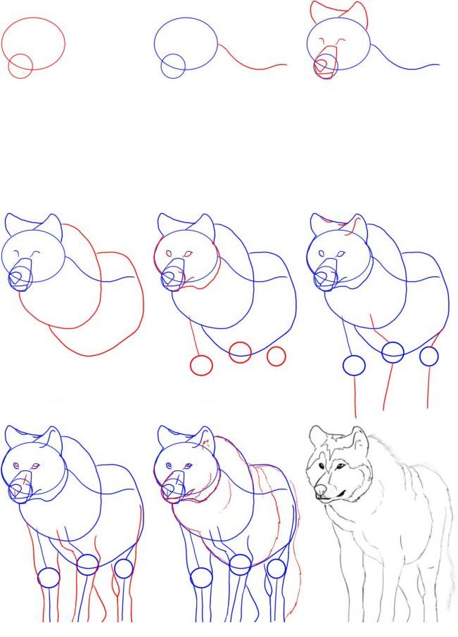 Как нарисовать волка карандашом (87 фото): легкие инструкции для детей и начинающих