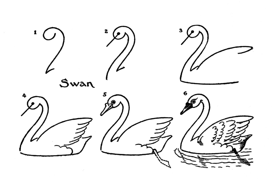 Лебедь отличный персонаж для начинающих художников Подборка поэтапных мастер-классов по рисованию лебедя карандашом - фото идеи, дельные советы, примеры