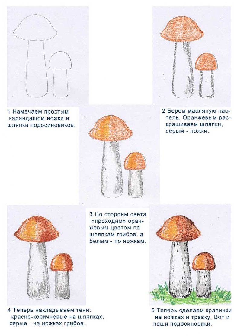 Как нарисовать грибы карандашом - поэтапная инструкция с фото и описанием